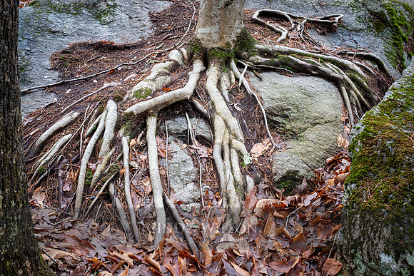 Gripping Roots
