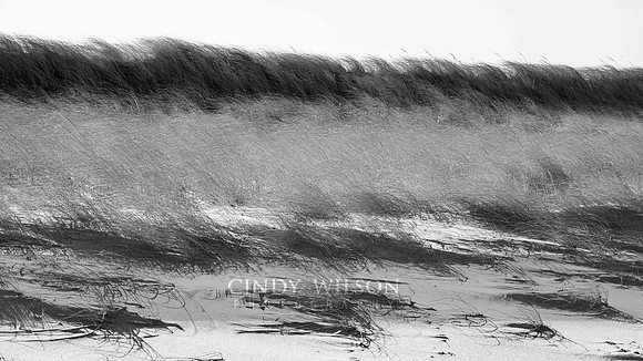 Dancing Grasses
