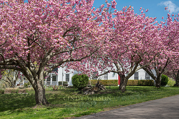 Cherry Trees