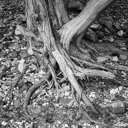 Shallow Roots