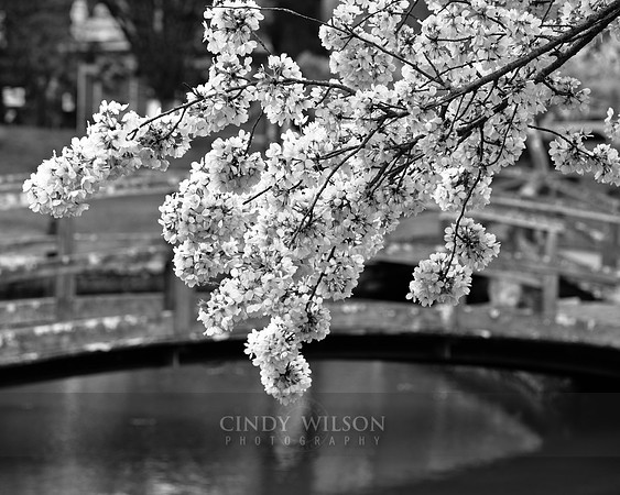 Cherry Blossoms