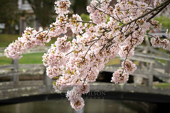 Cherry Blossoms