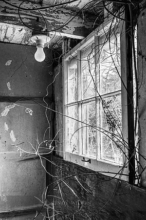 Overgrown Bulb