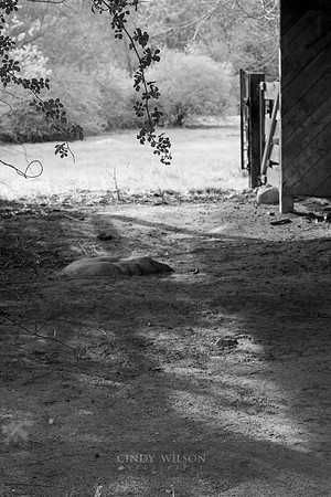 Path to the Light