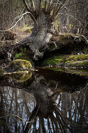 Root Reflection