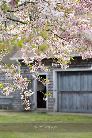 Cherry Barn