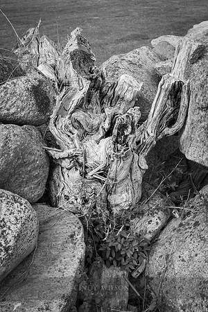 Roots in a Wall