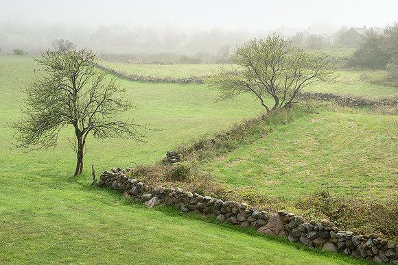 Spring Fog Rose Farm