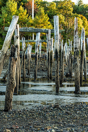 Pilings at Low Tide, Wells ME