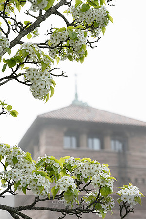 Oceancliff Blossoms