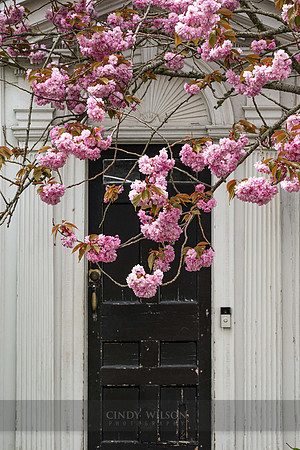 Cherry Blossoms