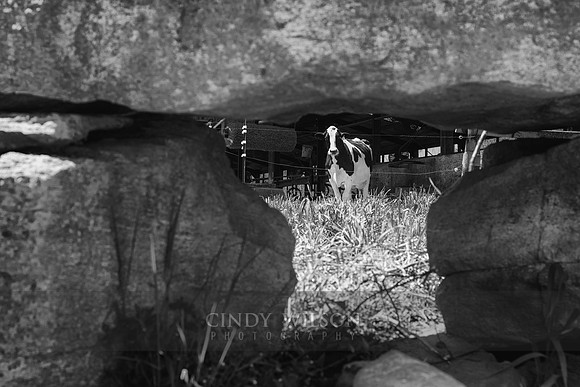 Seeing Through Cow