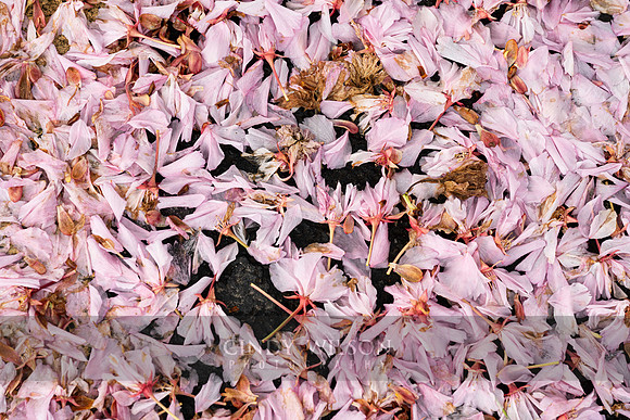 Pink Petals