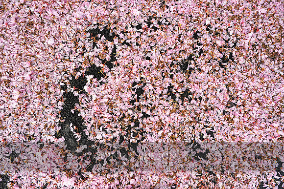 A Puddle of Petals