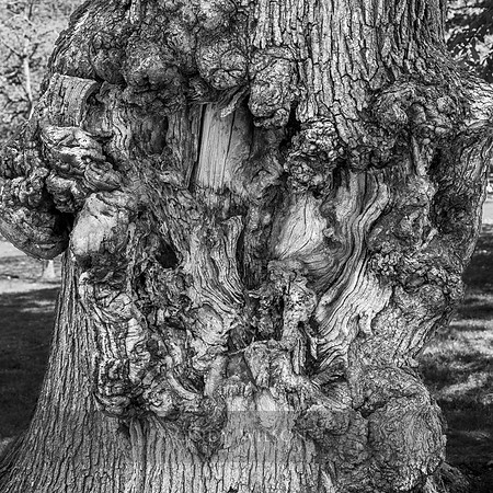 Common Burl
