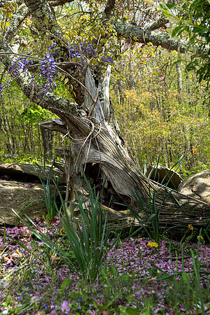 Wisteria Stump