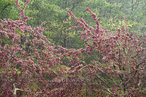 Spring Rains