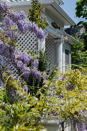 Wisteria in the Afternoon