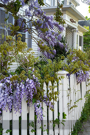 Wisteria in the Morning