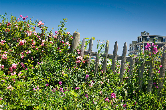 Sweet Peas and Roses, 2008