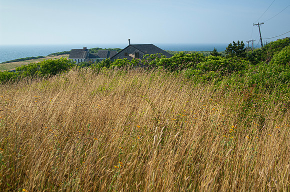 Tall Grasses, West Side