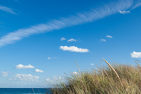 Eastern Grasses, Block Island