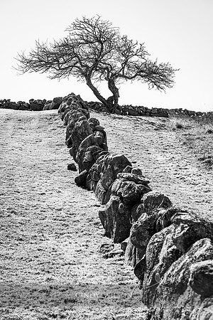 Stonewall Tree