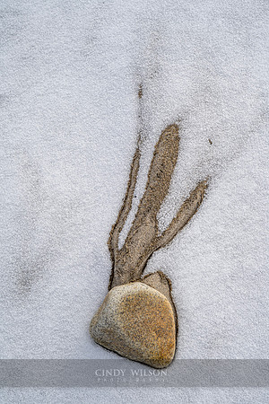 Cactus in the Snow