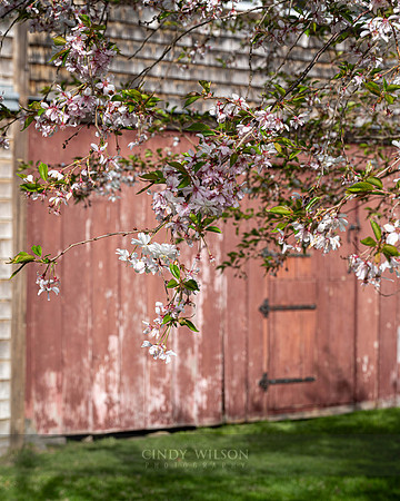 Red Barn Blossoms
