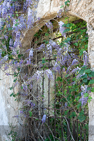 The Baron's Wisteria