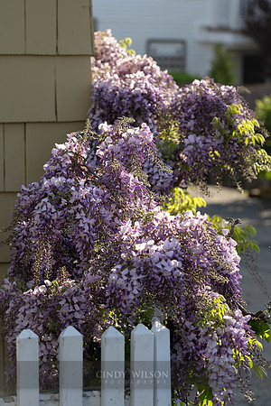 Morning Wisteria