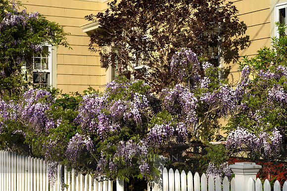 Cottage Floral