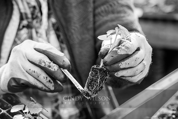 Seedling