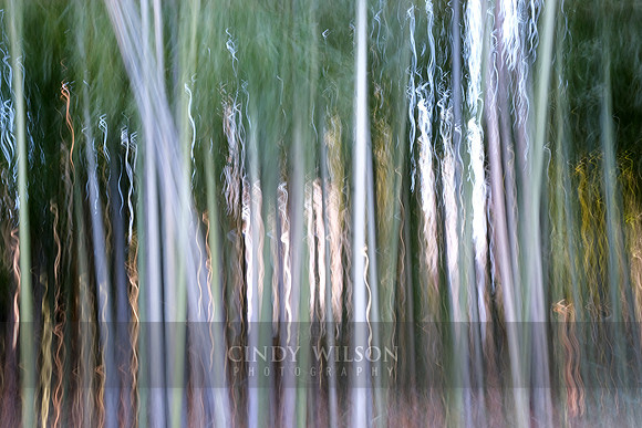 Bamboo