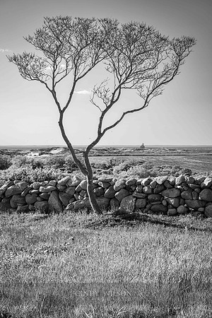 Fan Tree over North Light