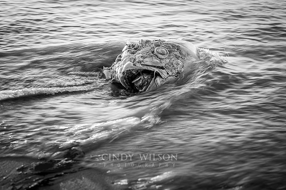 Fish Head