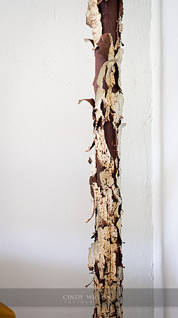 White Birch Rust