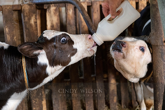 Calves, Bailey Farm