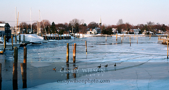 Ducks on Ice, Wickford RI