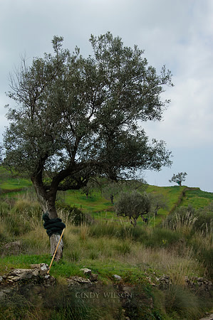 Olive Tree