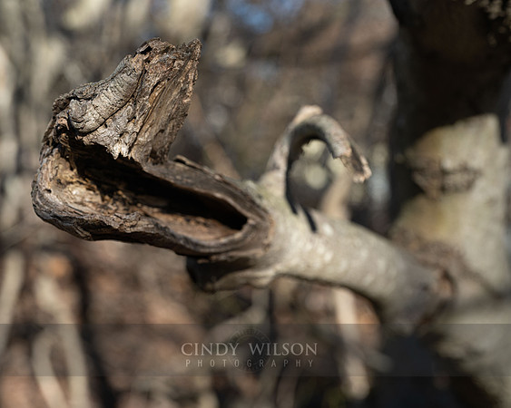 Reptile