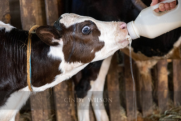 Calf, Bailey Farm