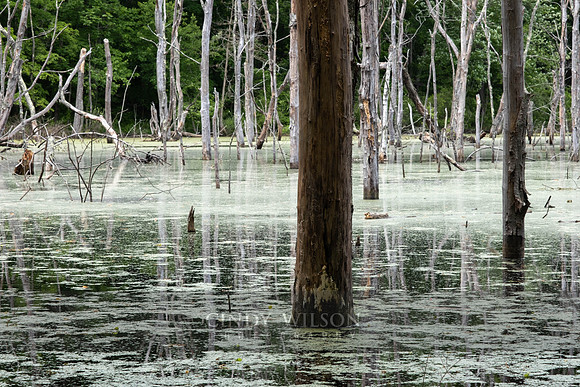 Swamp, Cumberland