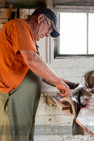 Filleting Cod