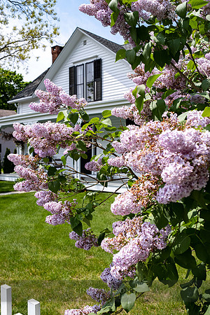 Lilacs and Cottage, Wickford