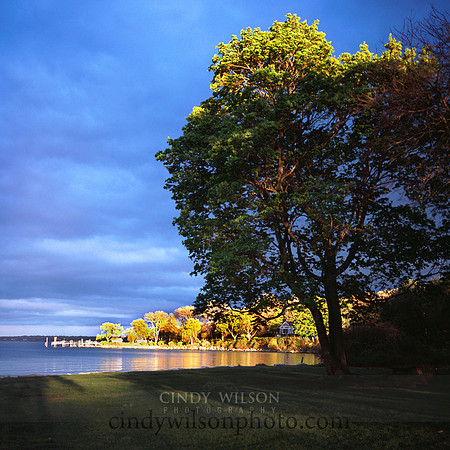 Golden Glow, Wickford, RI