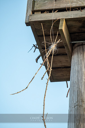 A Nest of Twine