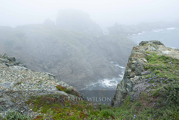 Crow Head Fog