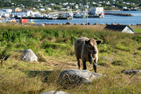 The Perlican Cow