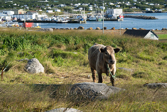 The Perlican Cow